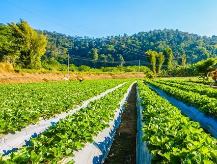 Crop work