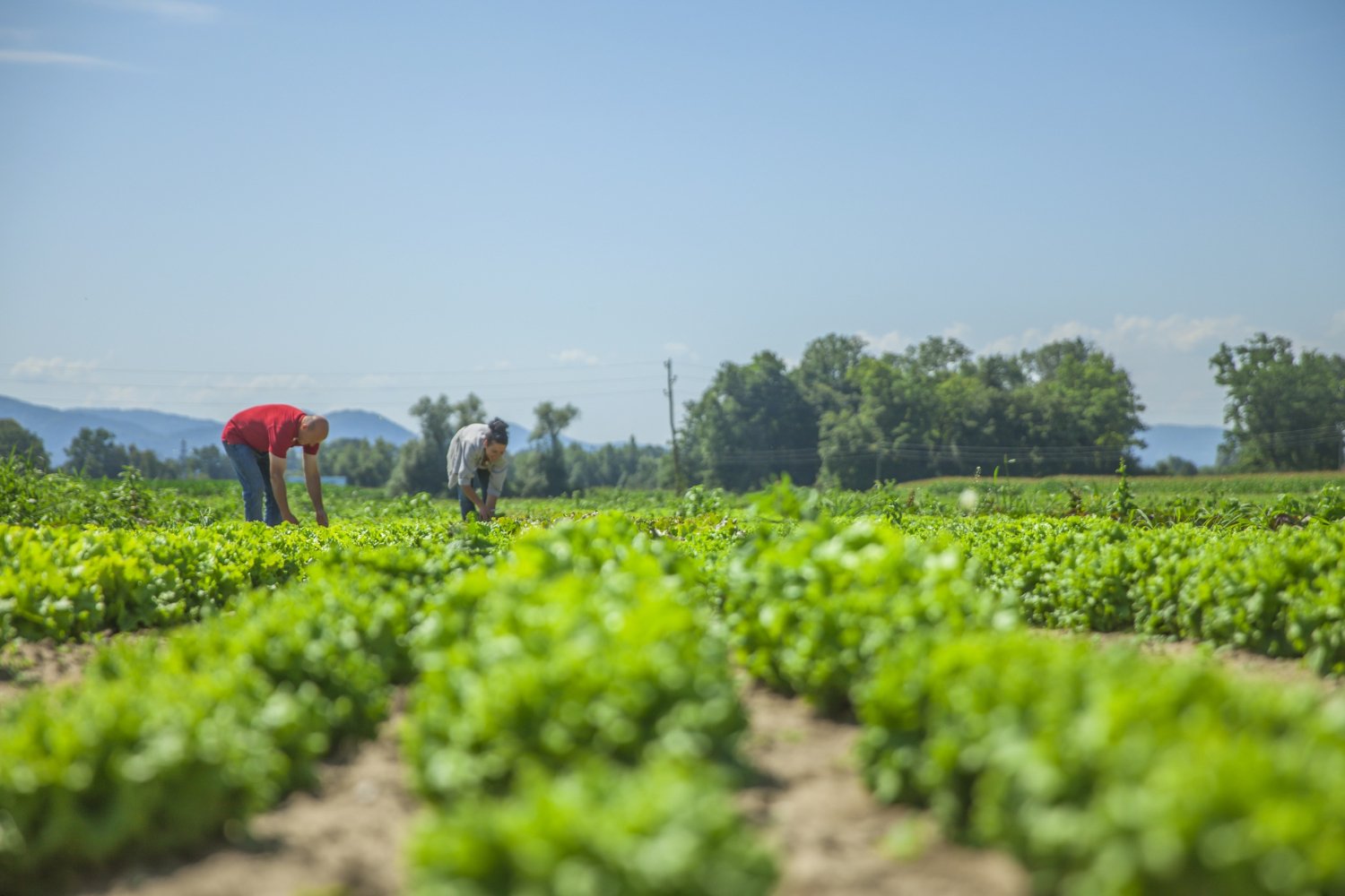 Distribution and field support