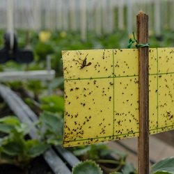 Sustainable farming
